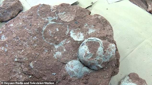 Huevos de dinosaurio Un niño de 10 años encontró un nido de huevos fosilizados de dinosaurio en China