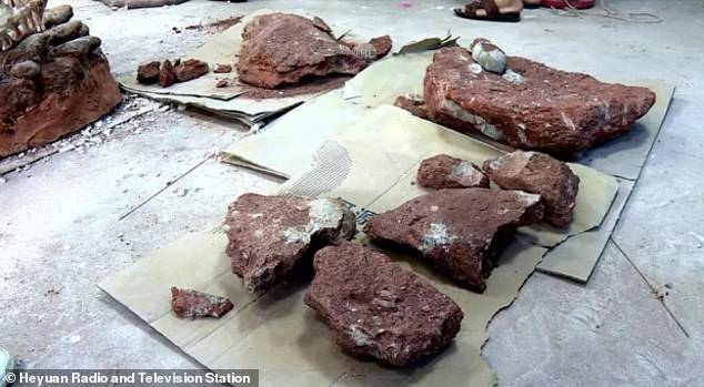 Huevos de dinosaurio Un niño de 10 años encontró un nido de huevos fosilizados de dinosaurio en China