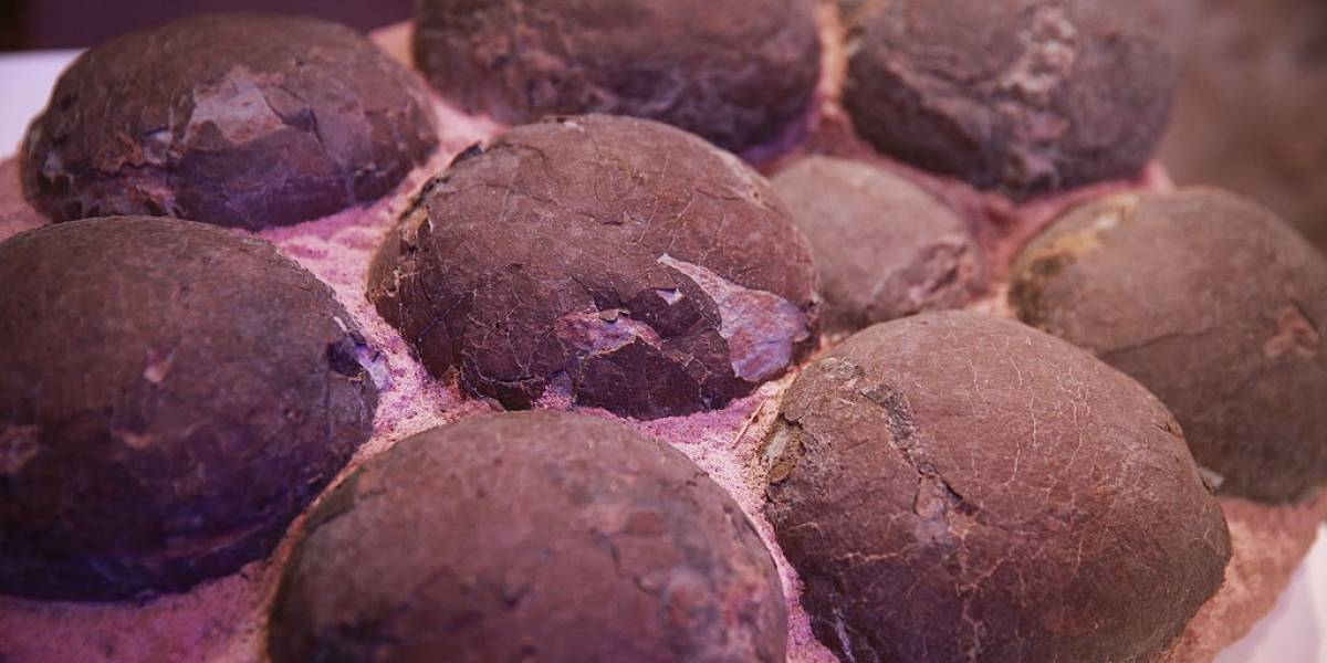 Qué suerte: Un niño de 10 años encontró un nido de huevos fosilizados de dinosaurio en China
