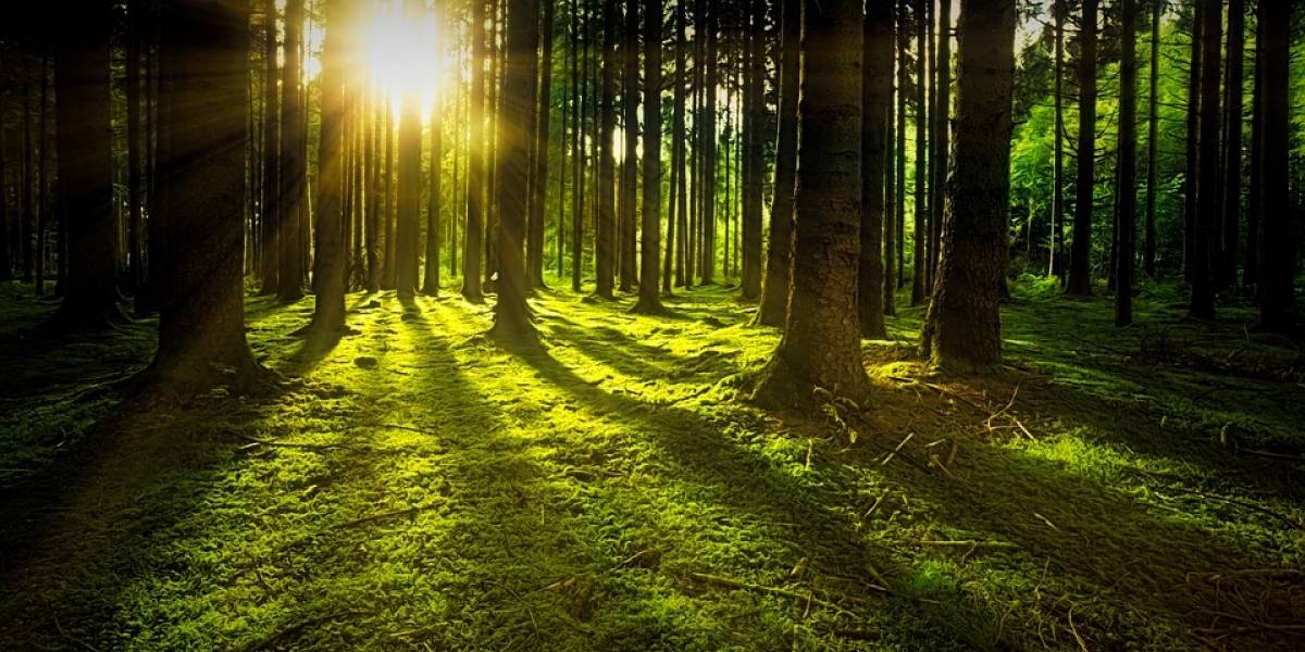 No todo está perdido: Satélites de la NASA captaron cómo se regenera un bosque que se creía muerto