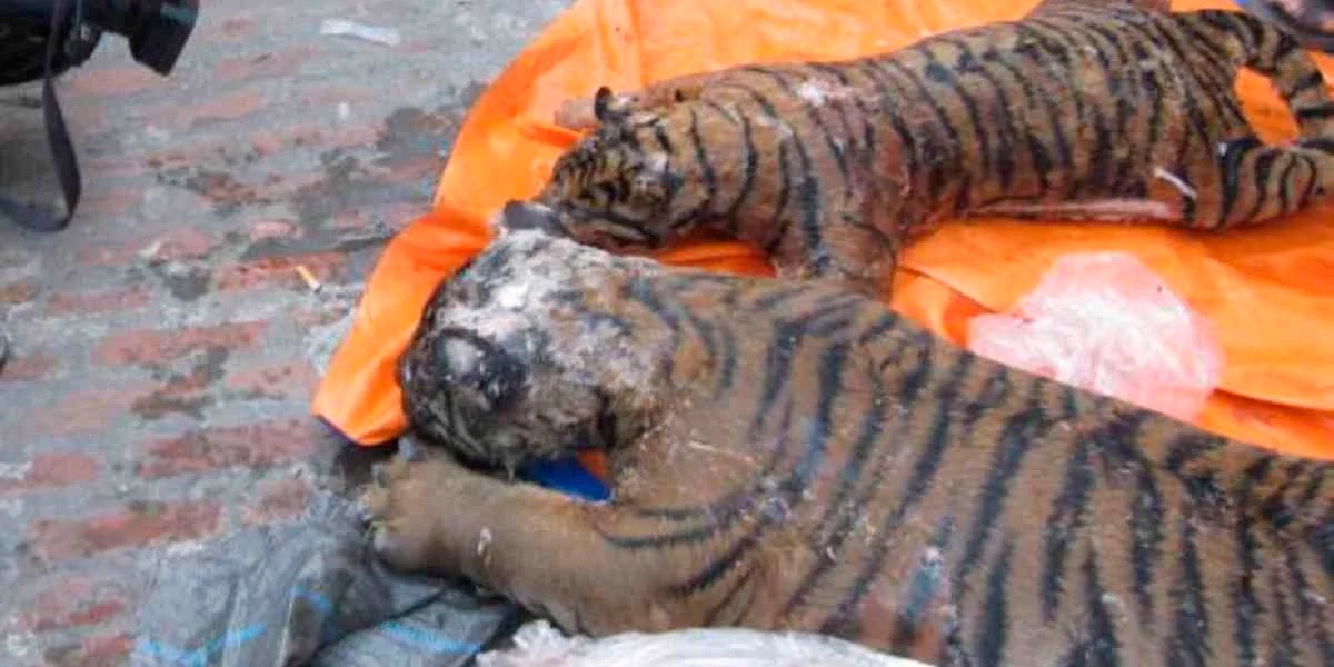 Tigre