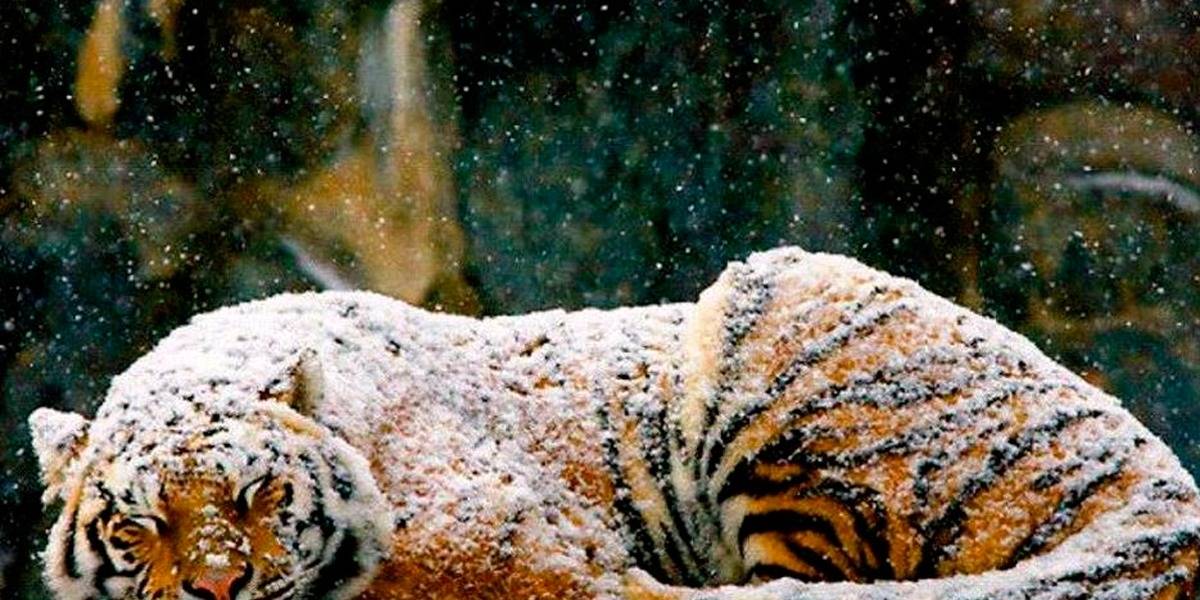 Siete tigres congelados son encontrados dentro de un auto en Vietnam
