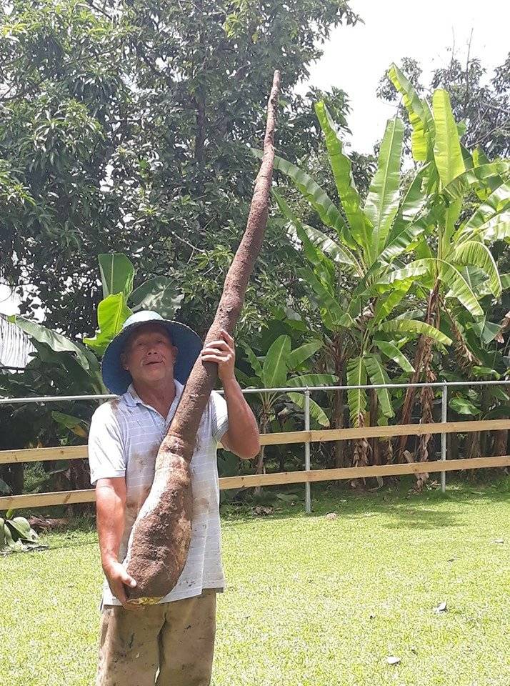 Yuca gigante