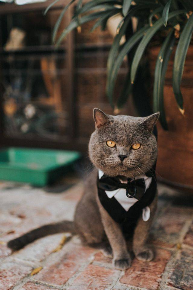 gato gato