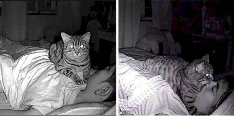 Gato de Lomphonten Lomphontan