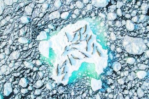 Focas cangrejeras en el hielo