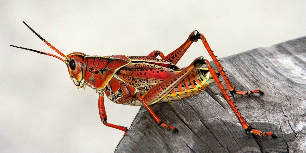 ¿Es el fin? Una plaga de saltamontes invadió Las Vegas
