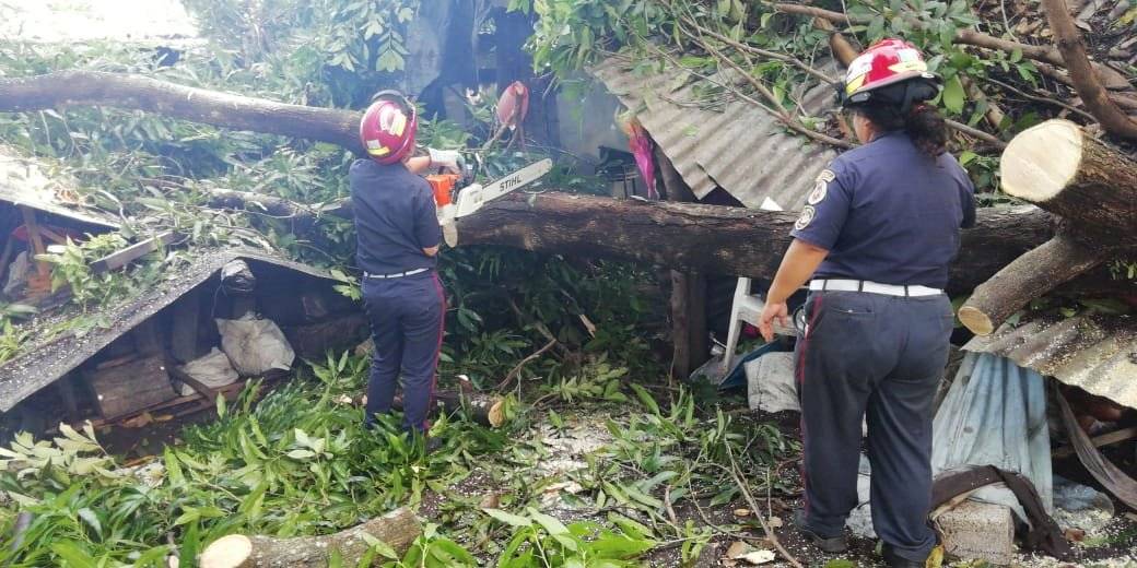 árbol cae sobre vivienda en Escuintla