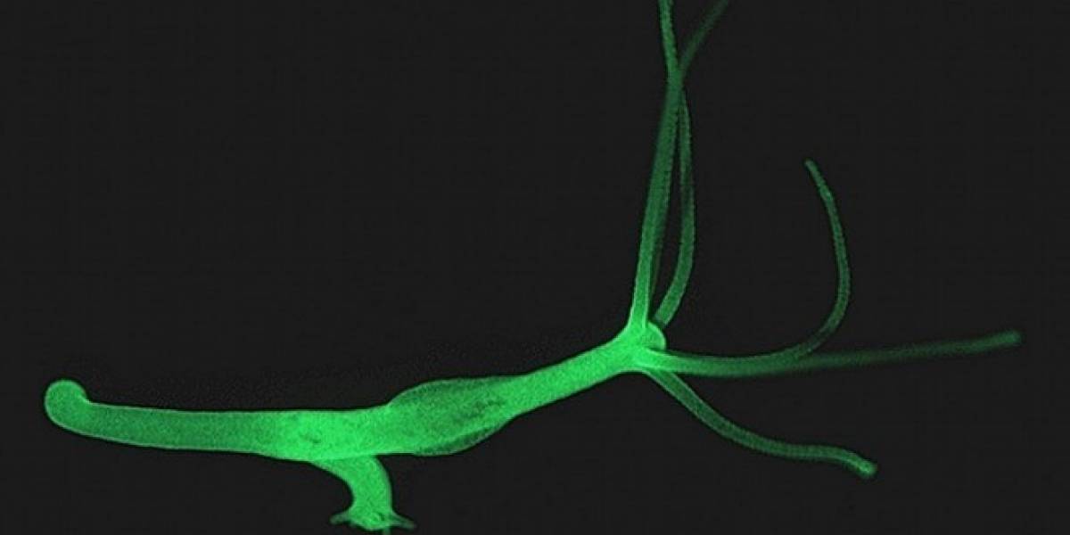 El secreto de la inmortalidad está en las profundidades del agua dulce