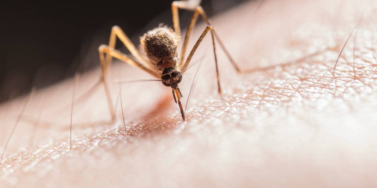 Los mosquitos están empezando a propagar una peligrosa enfermedad mortal que ataca el cerebro