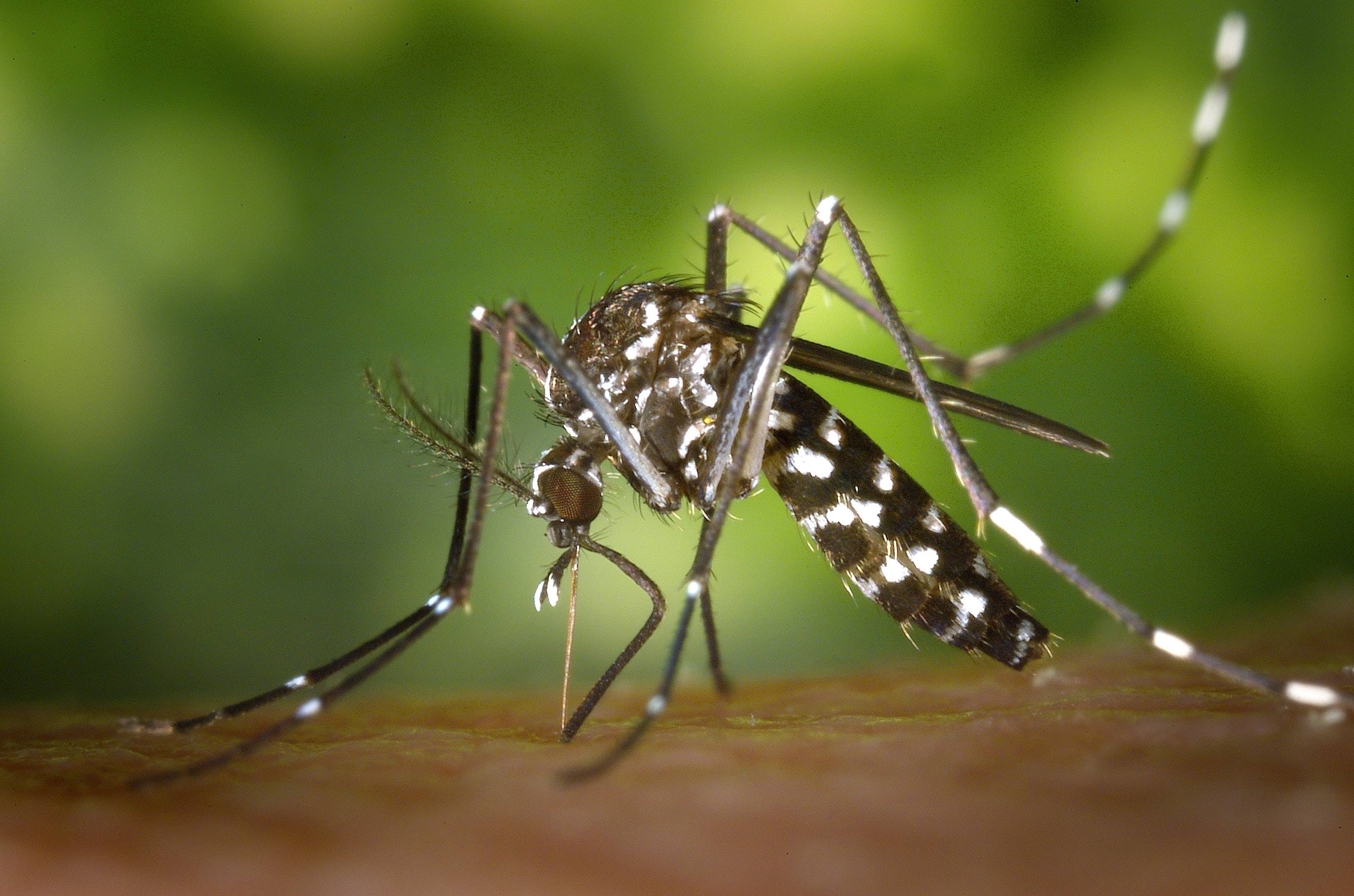 Mosquito Los mosquitos están empezando a propagar una peligrosa enfermedad mortal que ataca el cerebro