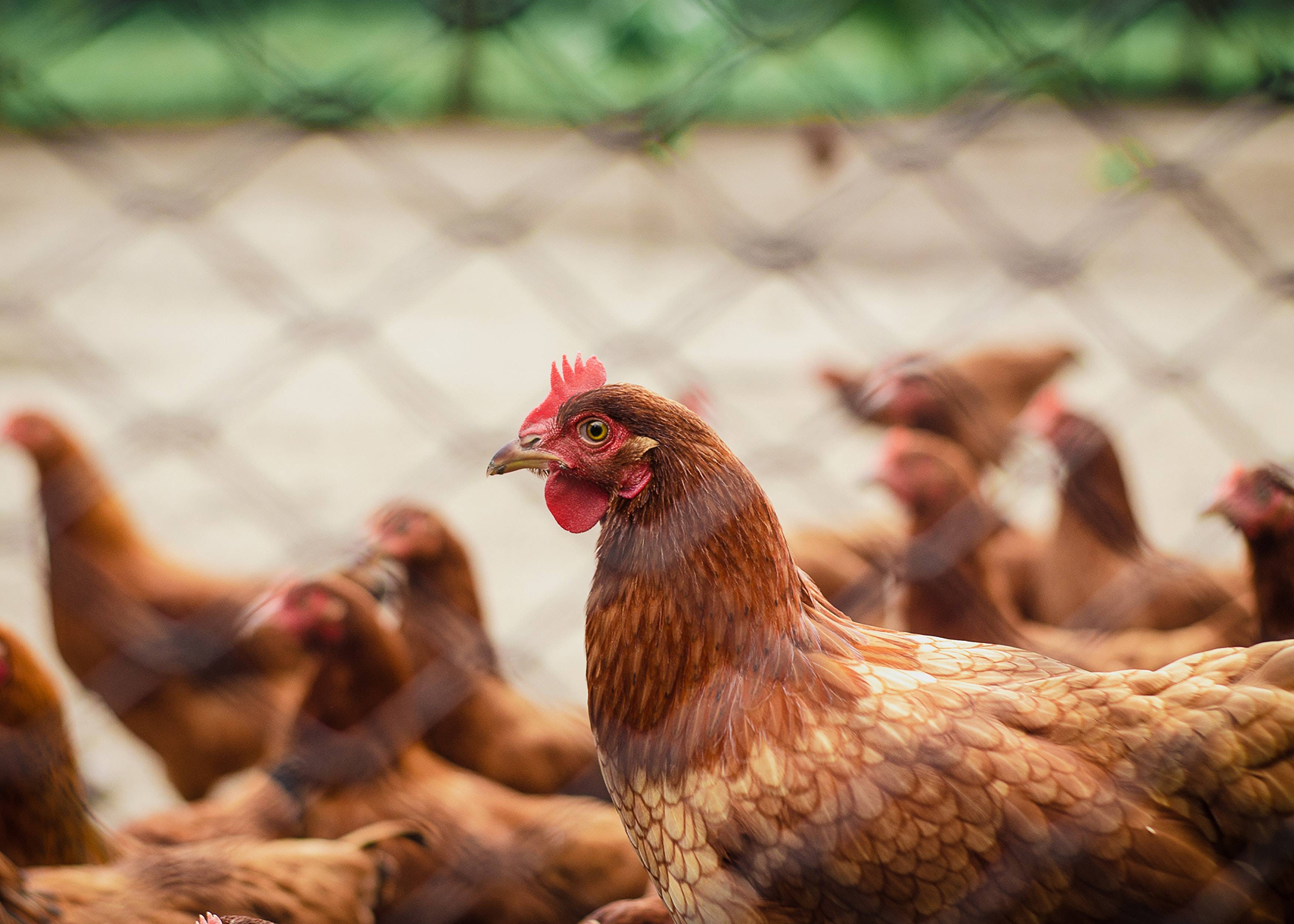 Pollo Los mosquitos están empezando a propagar una peligrosa enfermedad mortal que ataca el cerebro