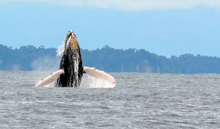 Ballenas Ecuador