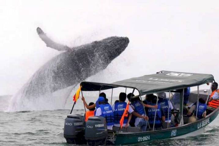 Avistamiento de ballenas Ecuador