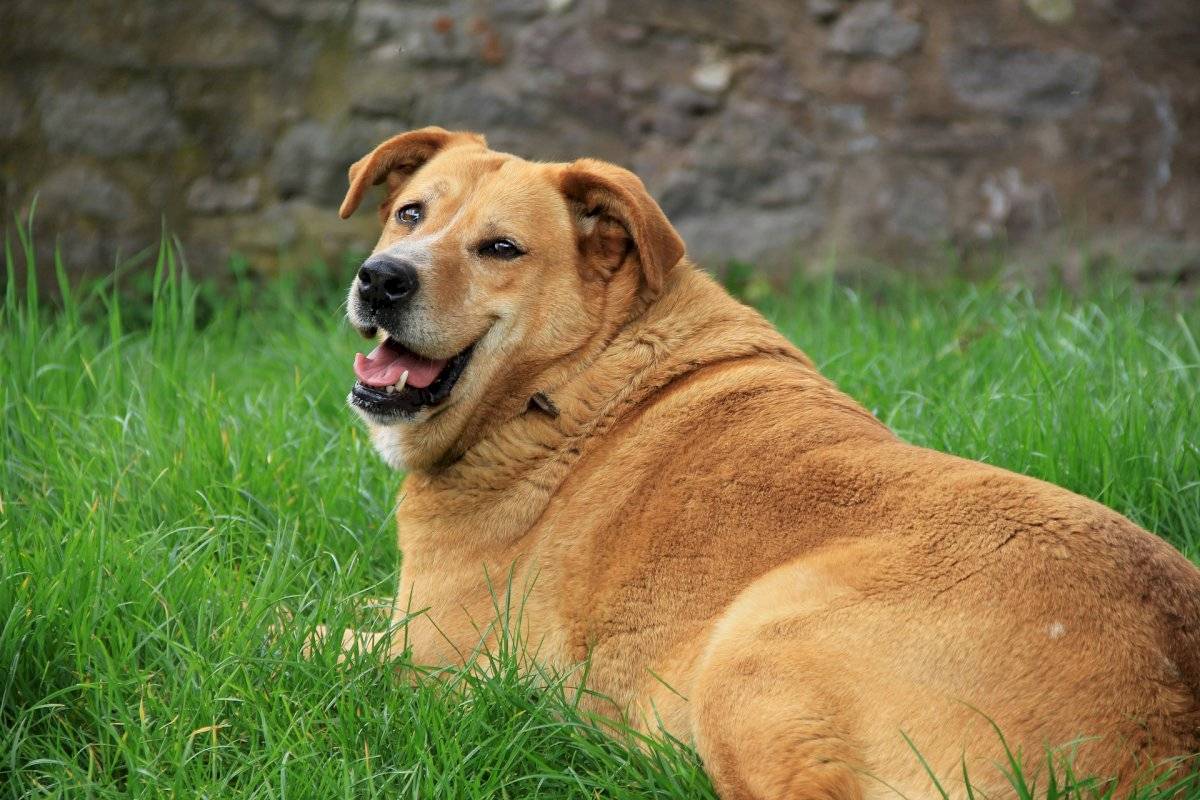 Cachorro