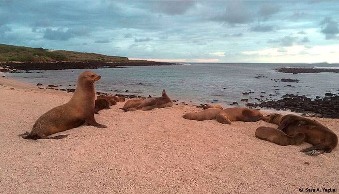 Isla Galápagos