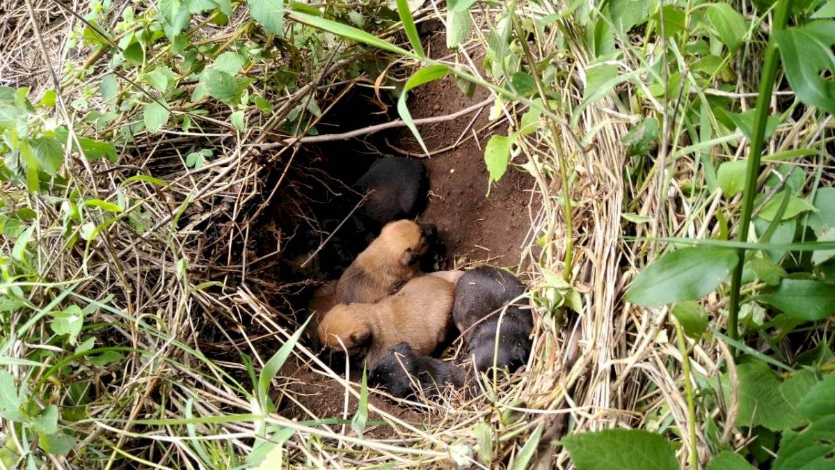 Rescate de perros