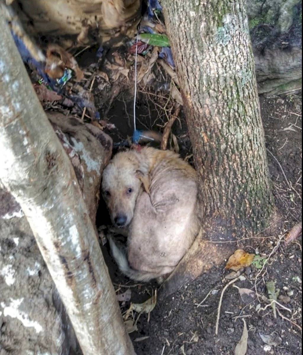 Rescate de perros