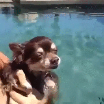 giphy-af2d3d4d420b63875aa27624e3c7cc9f.gif