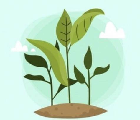 plantas