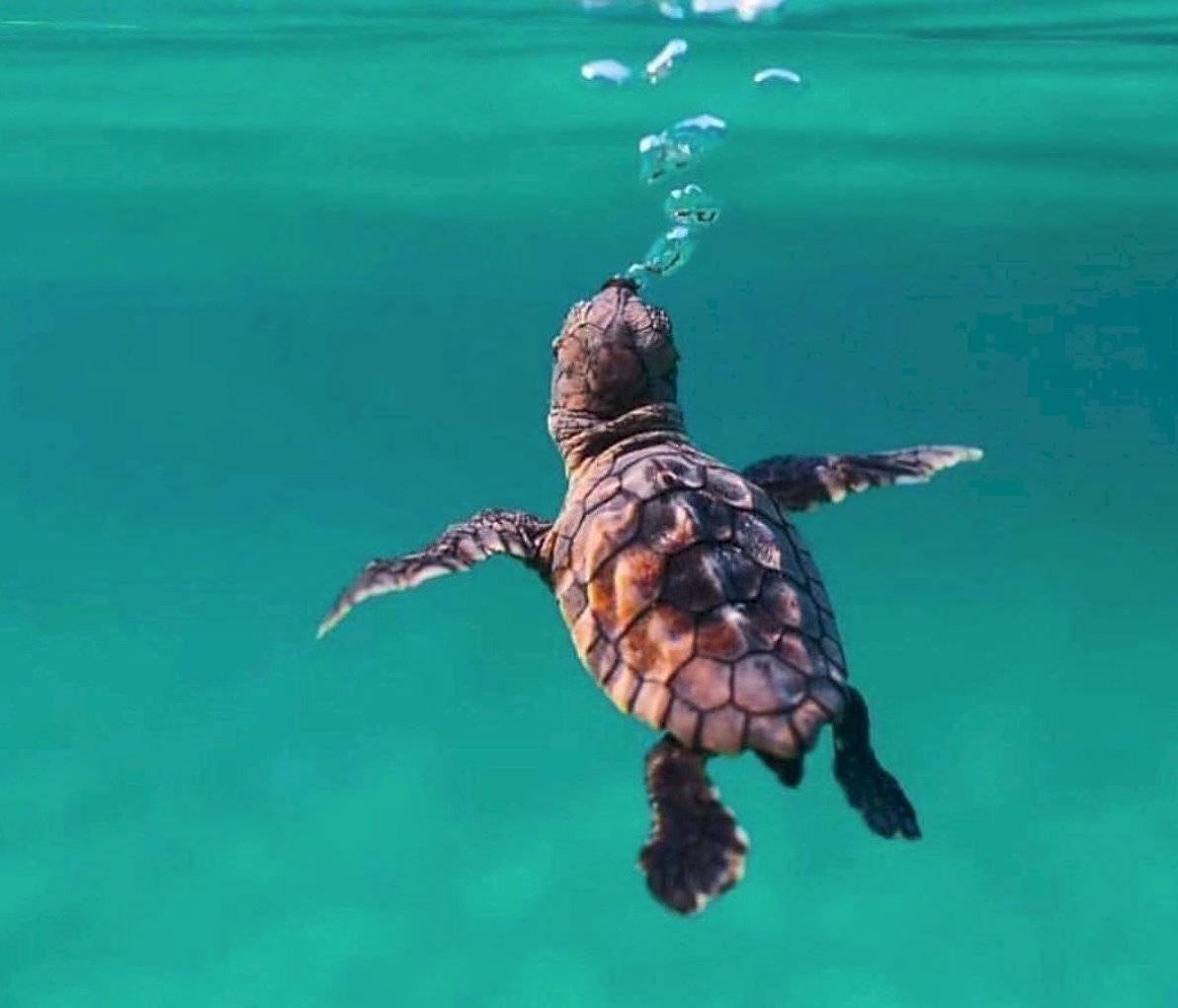 tortugas marinas