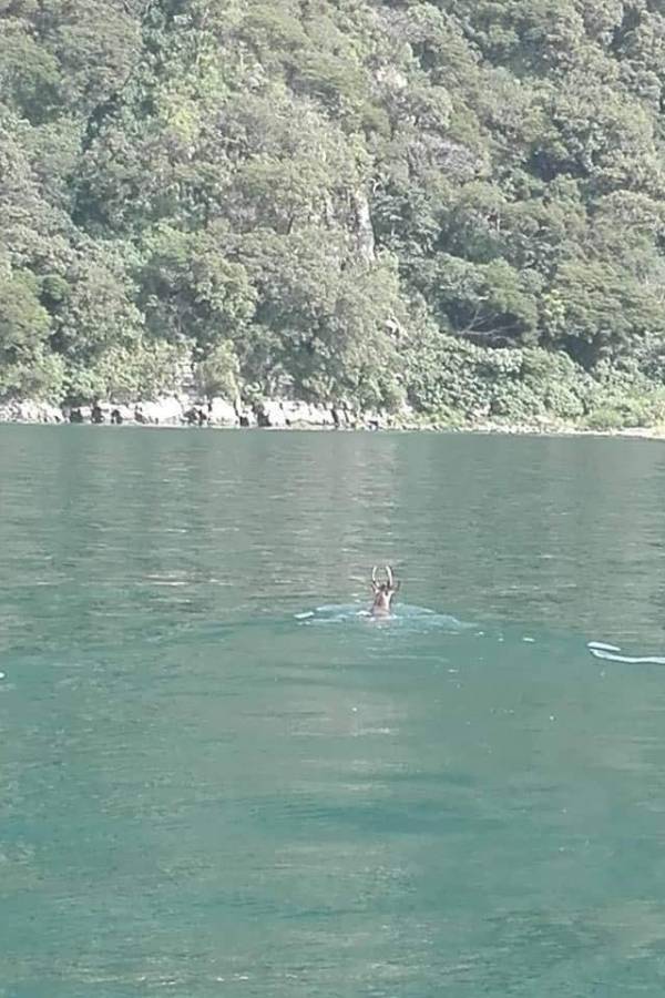 Venado nadando en el lago de Atitlán