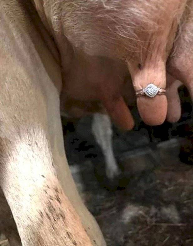 anillo vaca