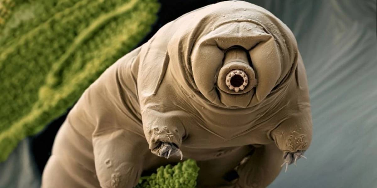 Oficialmente podría haber vida en la luna, pero no sería extraterrestre