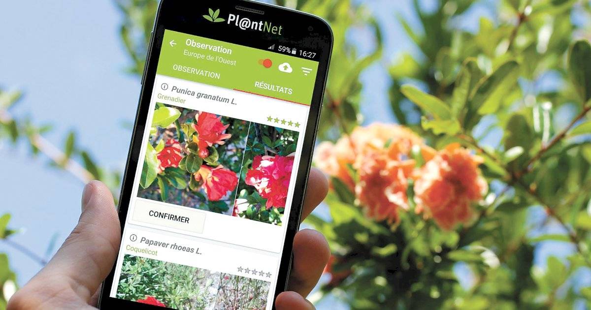 PlantNet Identificação Planta (Pl@ntNet)