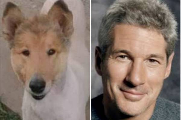 perro gere
