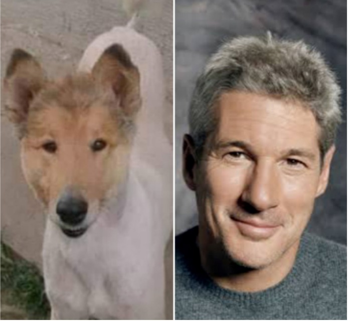 perro gere