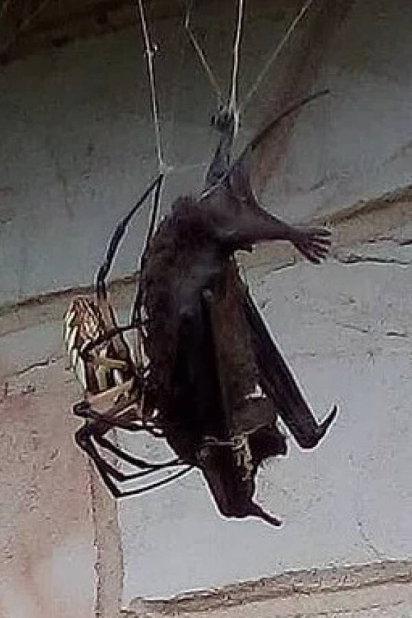 araña murciélago