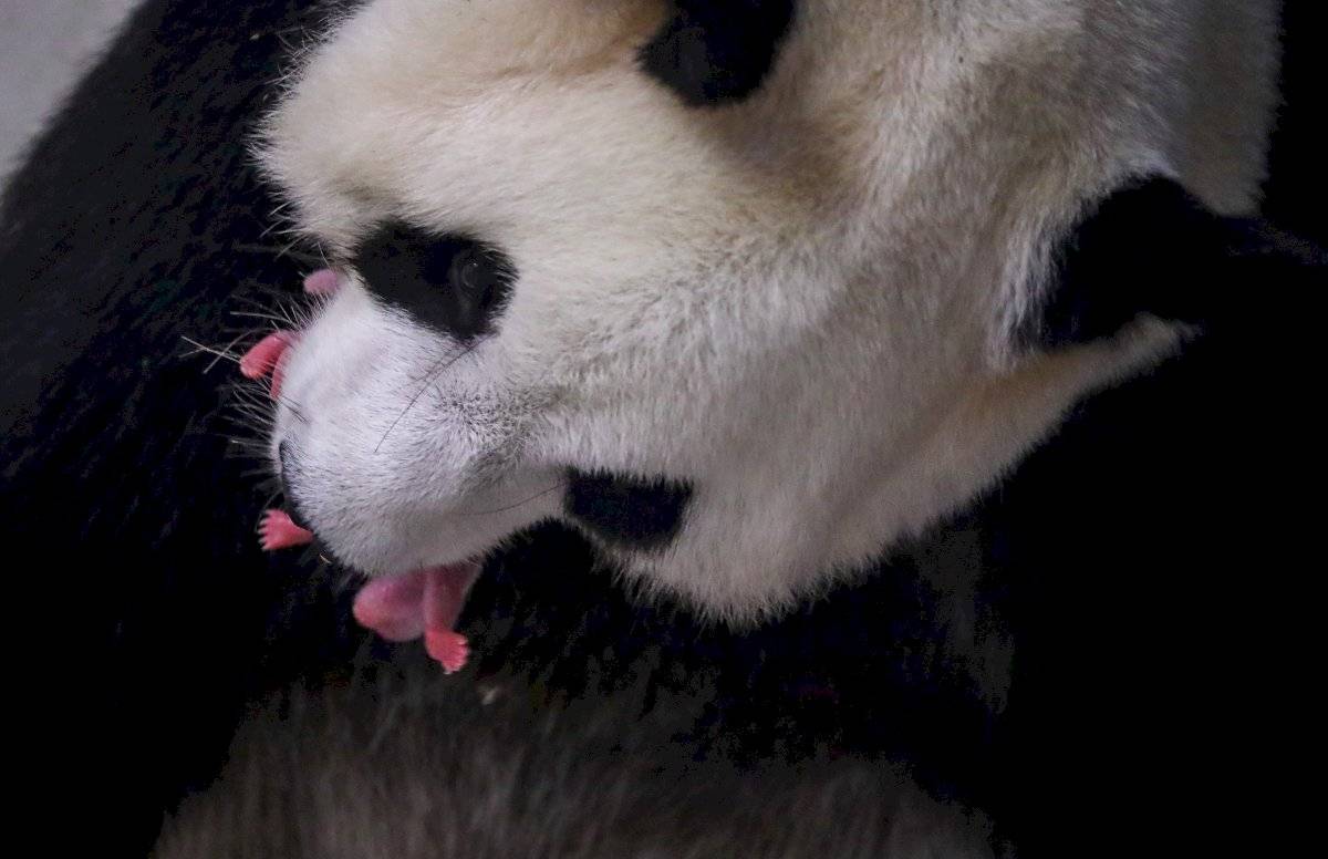 panda
