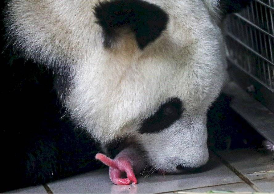 panda