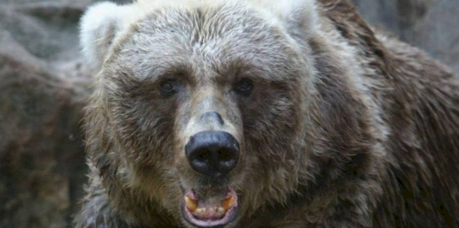 oso, animal, utah