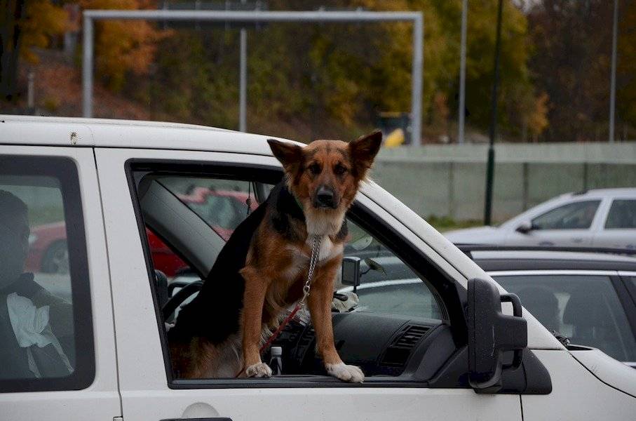 mascotassegurida-e487316d1f1c932158b8952ff5a152bb.jpg