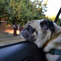 Tu perro podría morir en 15 minutos si lo dejas esperando dentro del auto