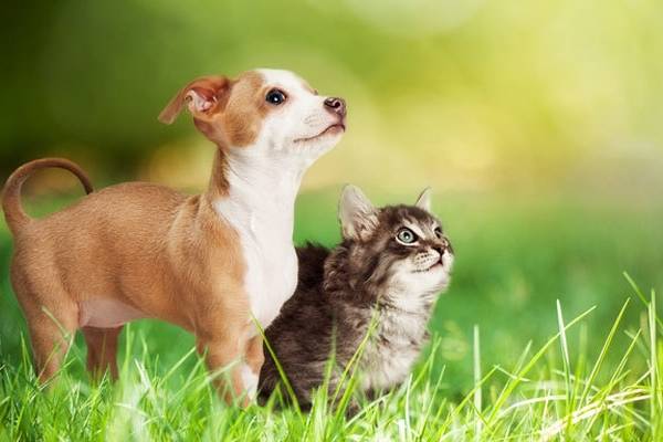 gatos