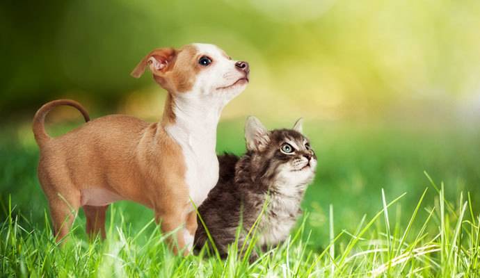 gatos
