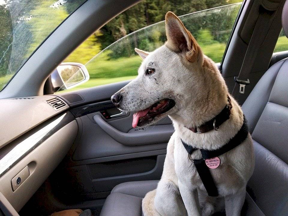 dog2379878960720-0b006e9b611912eed7a5c7be4df0f29e.jpg