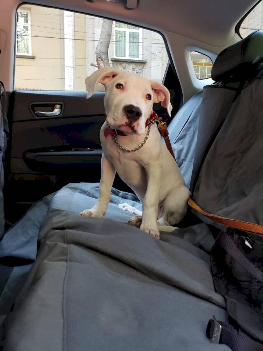 viajar con tu mascota en el auto