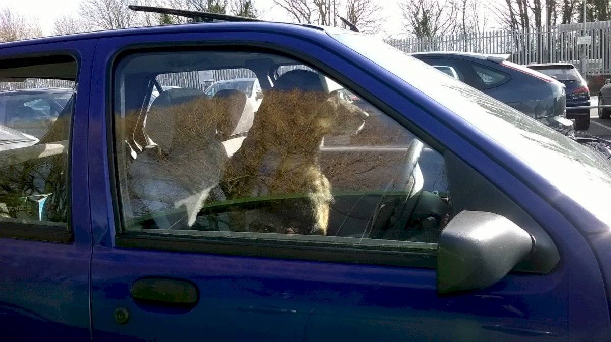 Viajar con tu perro en el auto