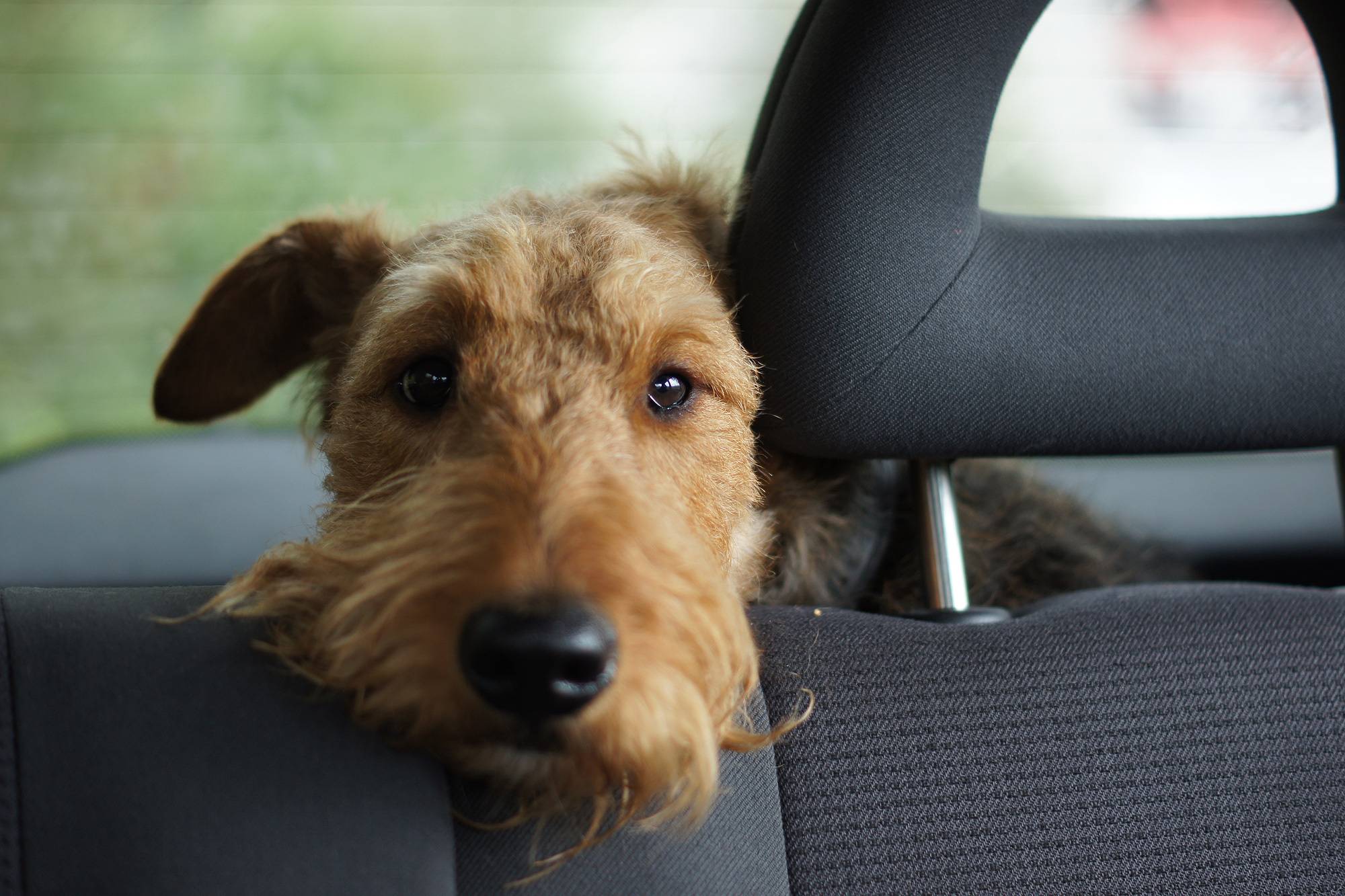 Tips para viajar con tu perro en el auto y sentirte seguro