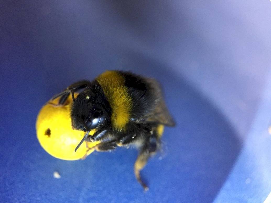Insólito: Científicos entrenan abejas para que jueguen con pequeños balones de fútbol