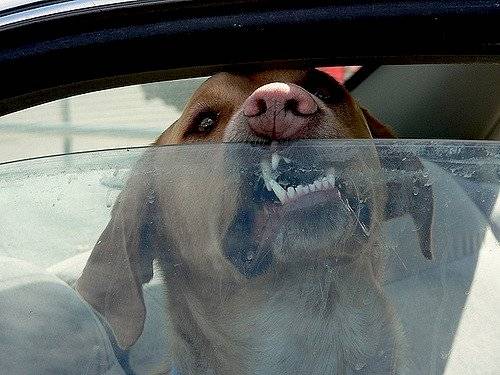 Errores de manejar con tu perro