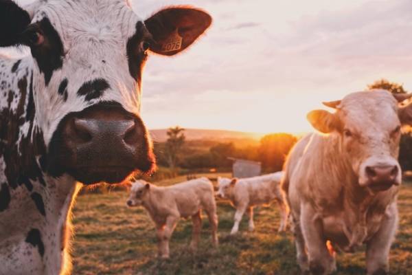 vaca