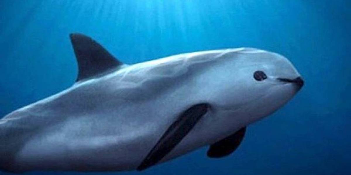 La vaquita marina ya se encuentra básicamente extinta, quedan menos de 10 ejemplares