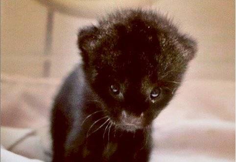 jaguarundi