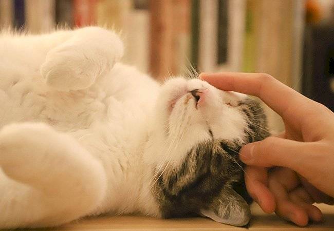 gatos
