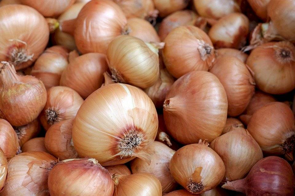 cebolla